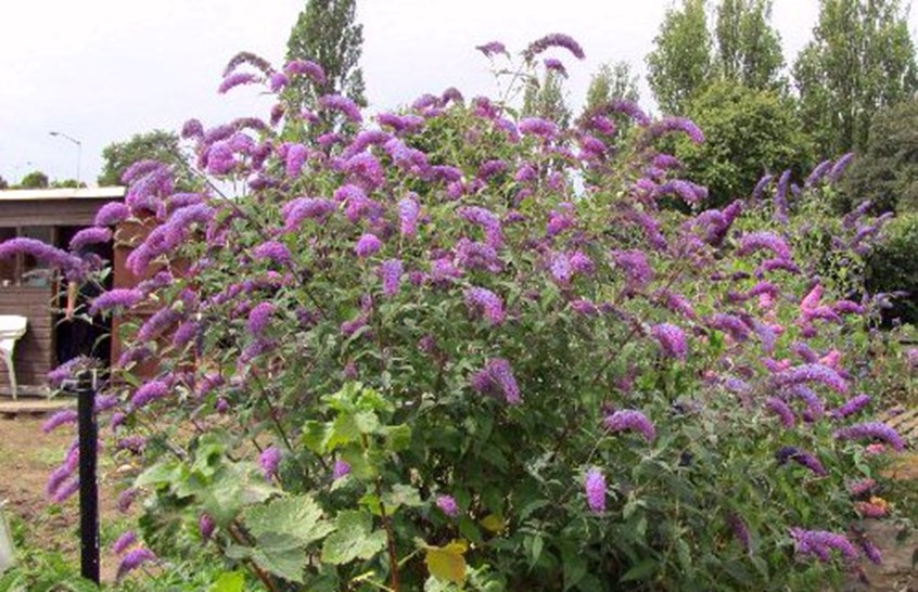 Arbre &agrave; papillon (Buddleja davidii)