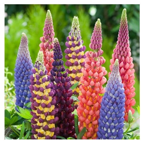Le lupin (Lupinus polyphyllus)