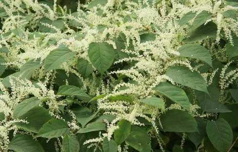 Renou&eacute;e du Japon (Reynoutria japonica )