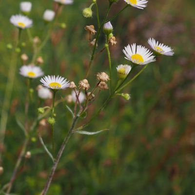 Vergerette annuelle (Erigeron annuus)